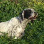 setter ferma