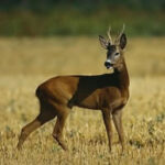 capriolo