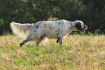 senna setter inglese