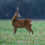 capriolo
