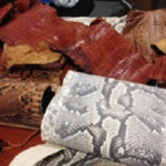 pelli-animali-protetti