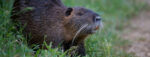 nutria