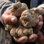 raccolta tartufi