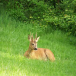capriolo
