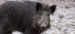 cinghiale