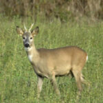 capriolo