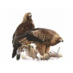 aquila reale illustrazione