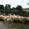 transumanza pecore
