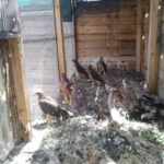 Aquila di Bonelli in voliera