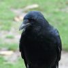 cornacchia comune europea corvus corone