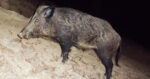Cinghiale