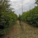 Zona di inanellamento.