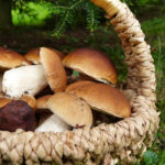Cestino di funghi