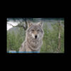 Schermata video con lupo