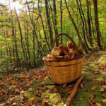 Cesto di funghi