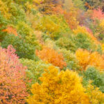 Vista dall'alto di piante